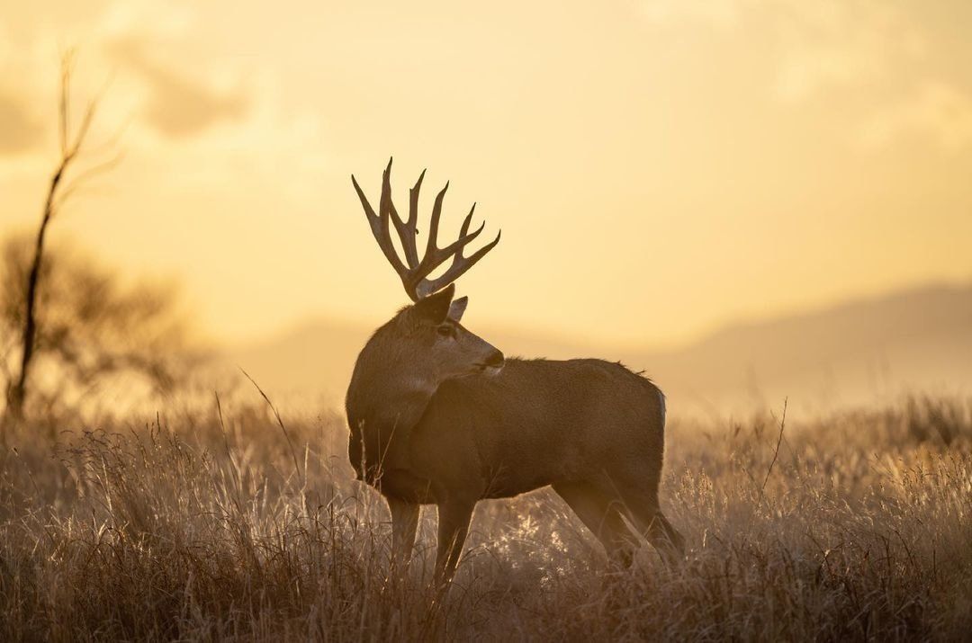 A buck in a field in the distance, hunt the whitetail rut concept. 