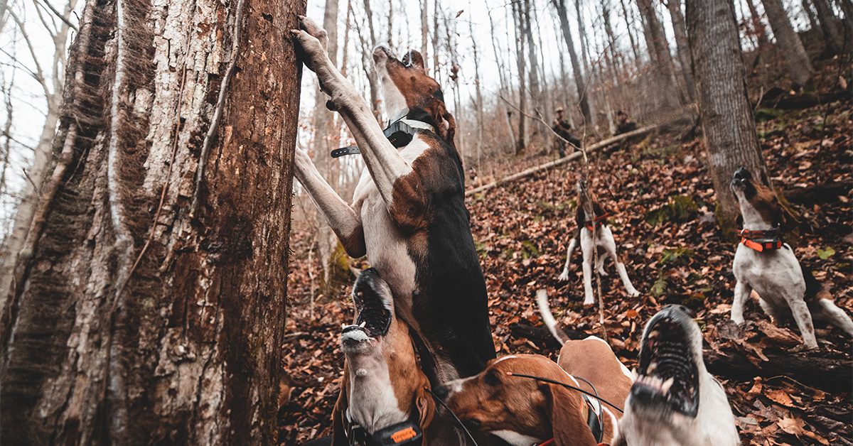 Scenthounds on the trail