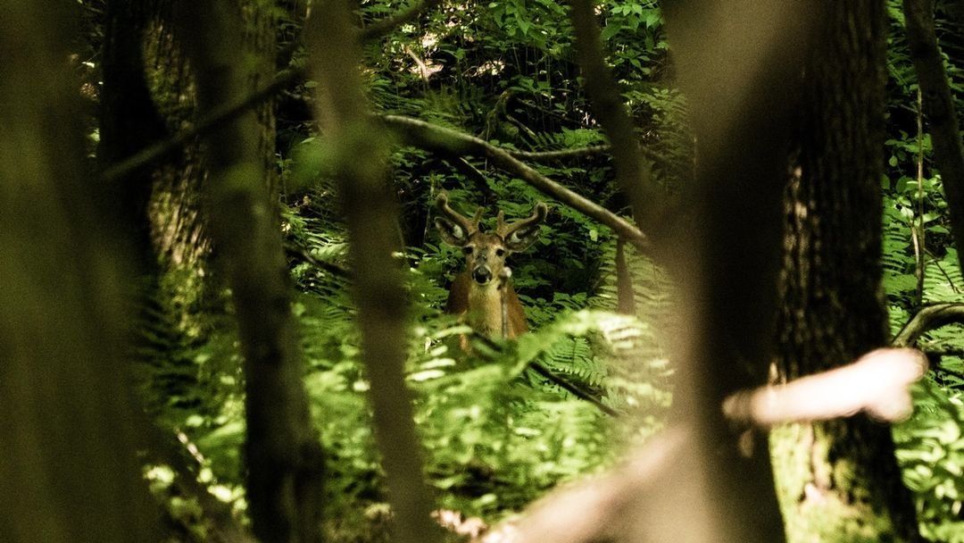 A deer in the shade of a forest, hunt deer concept. 