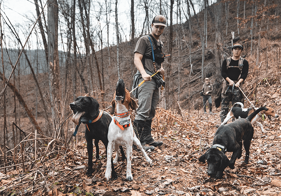 Hunters ready dogs to go after black bears. 