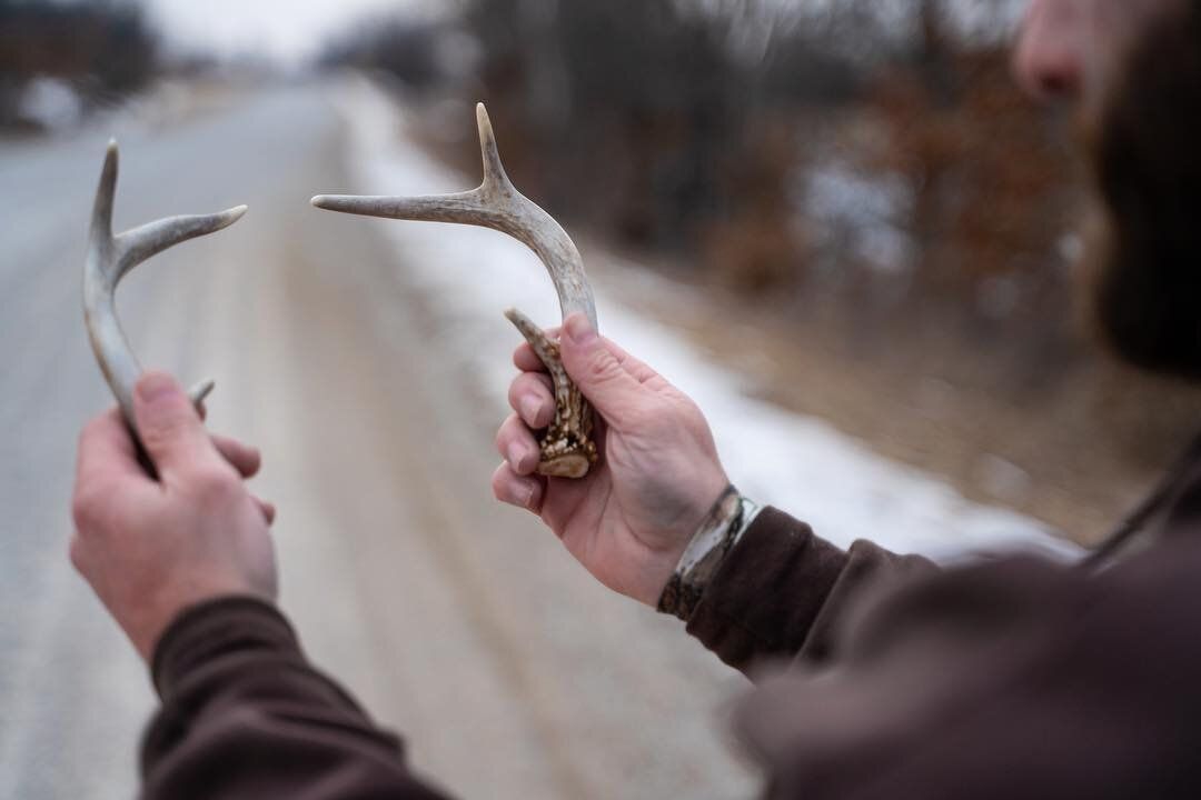 A hunter holding deer antlers, using deer calls like antler rattles for hunting concept. 