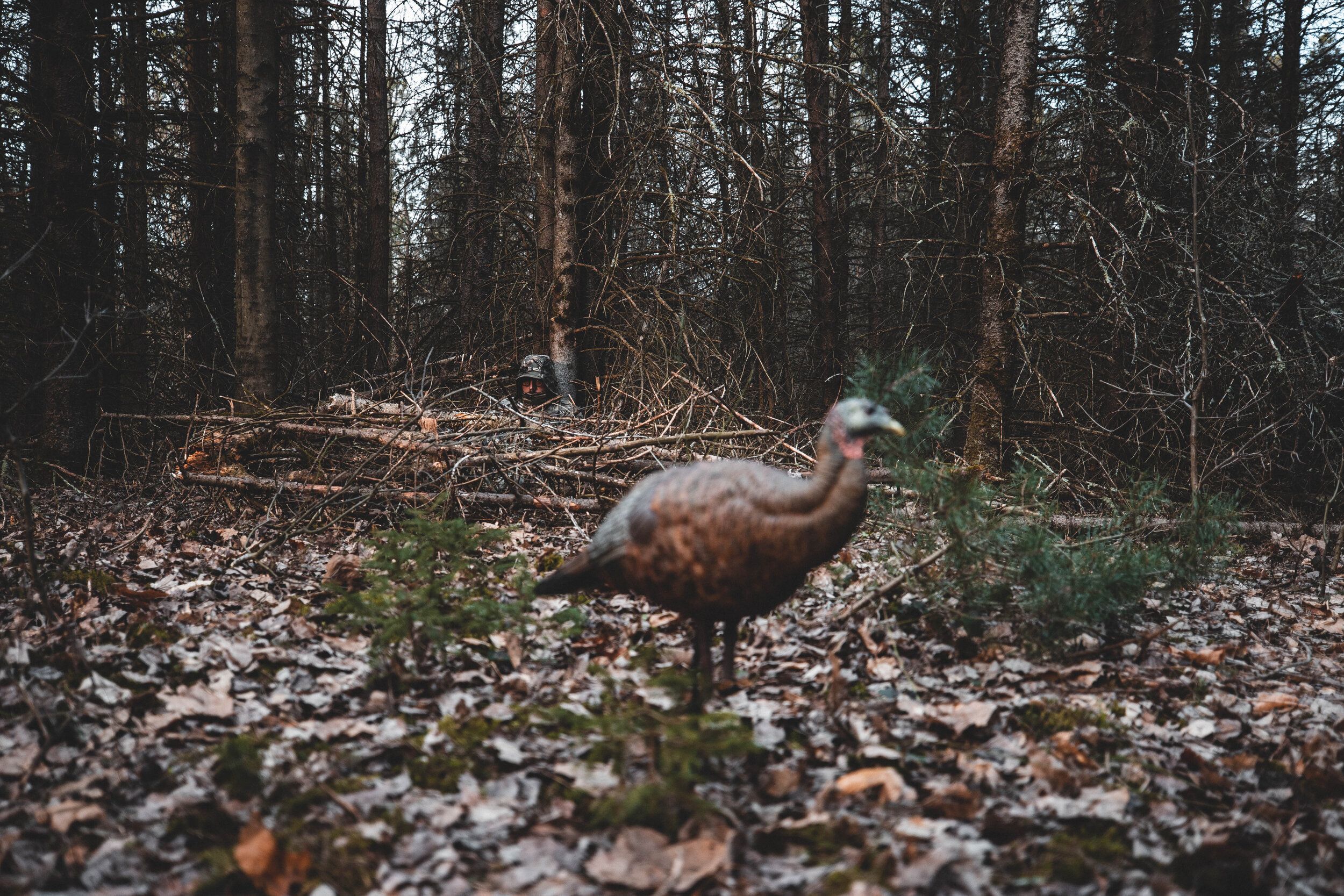 A hunter watches a turkey. 