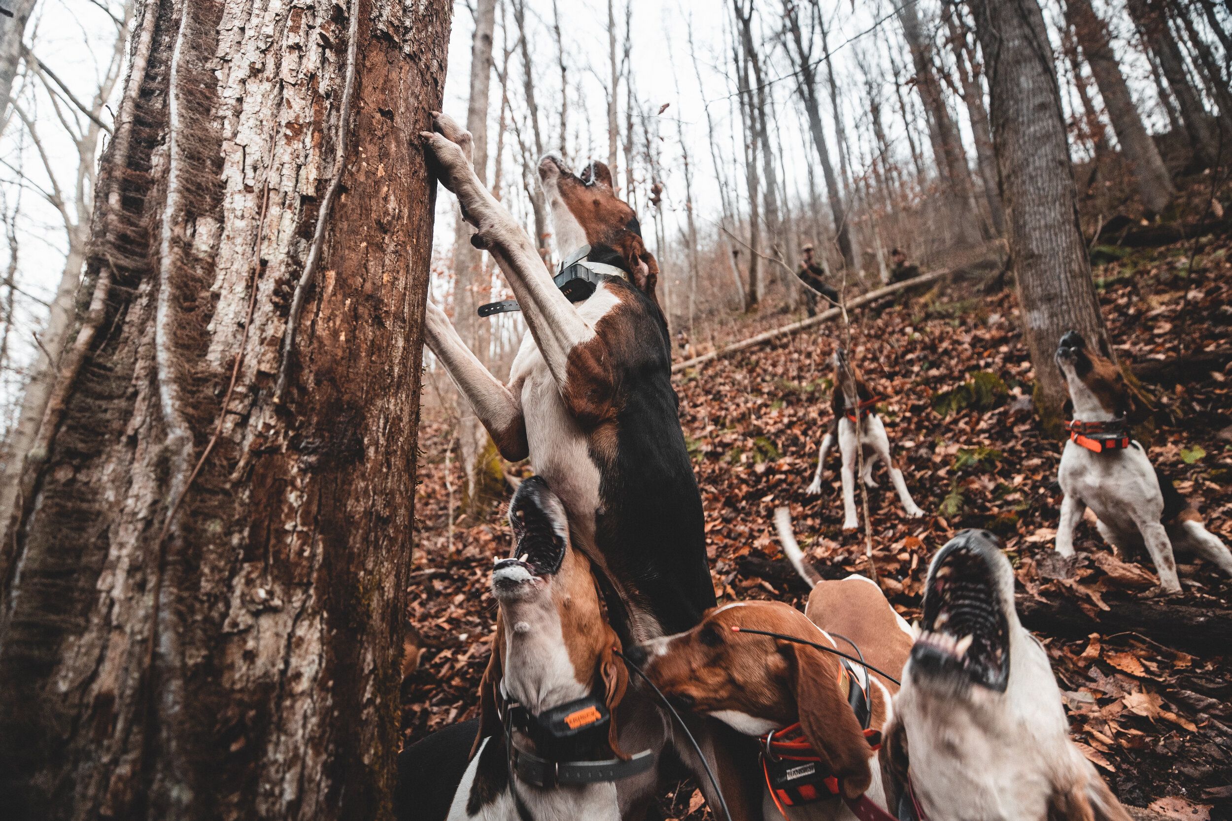 Close-up of hunting hounds, black bear hunting strategies.