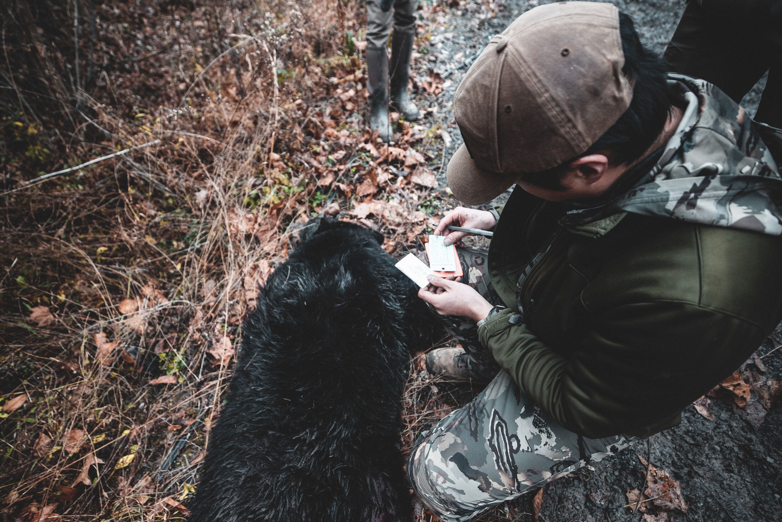 A hunter fills out a bear tag, black bear hunting concept. 