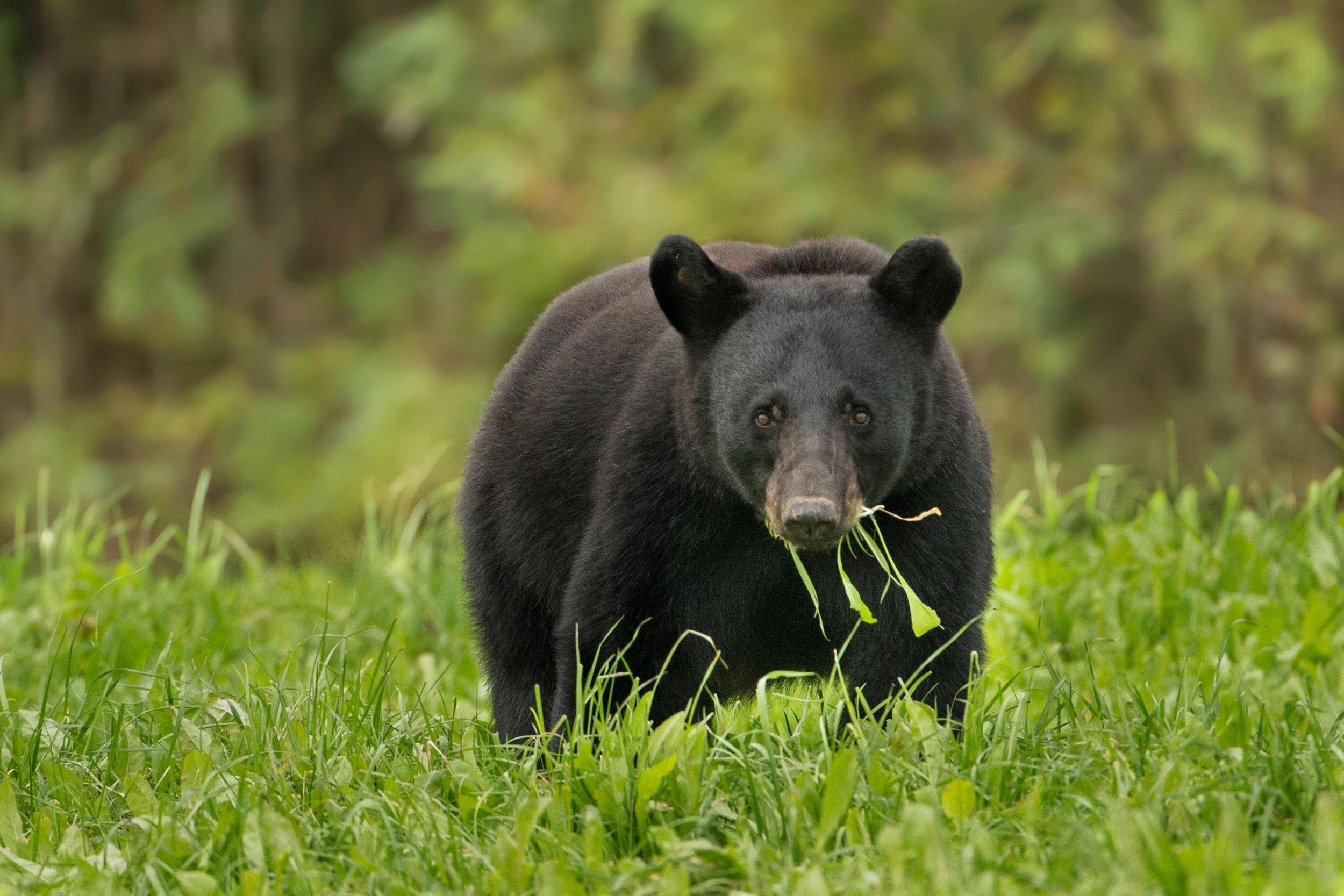 A black bear eating vegetation. 