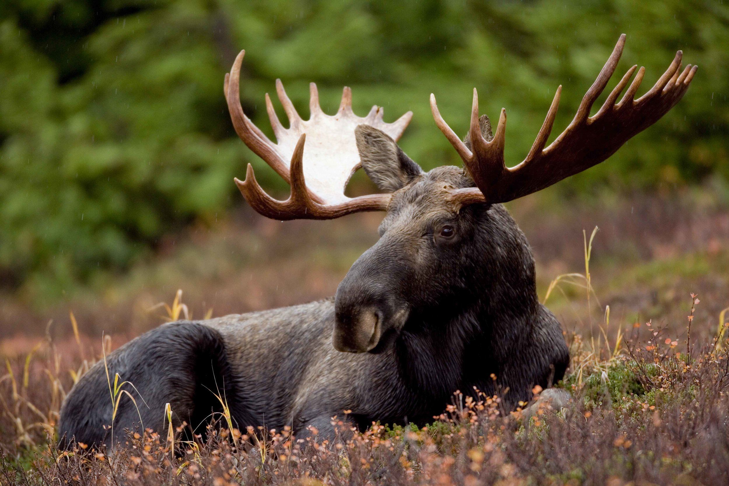 A moose lays down in a field. 