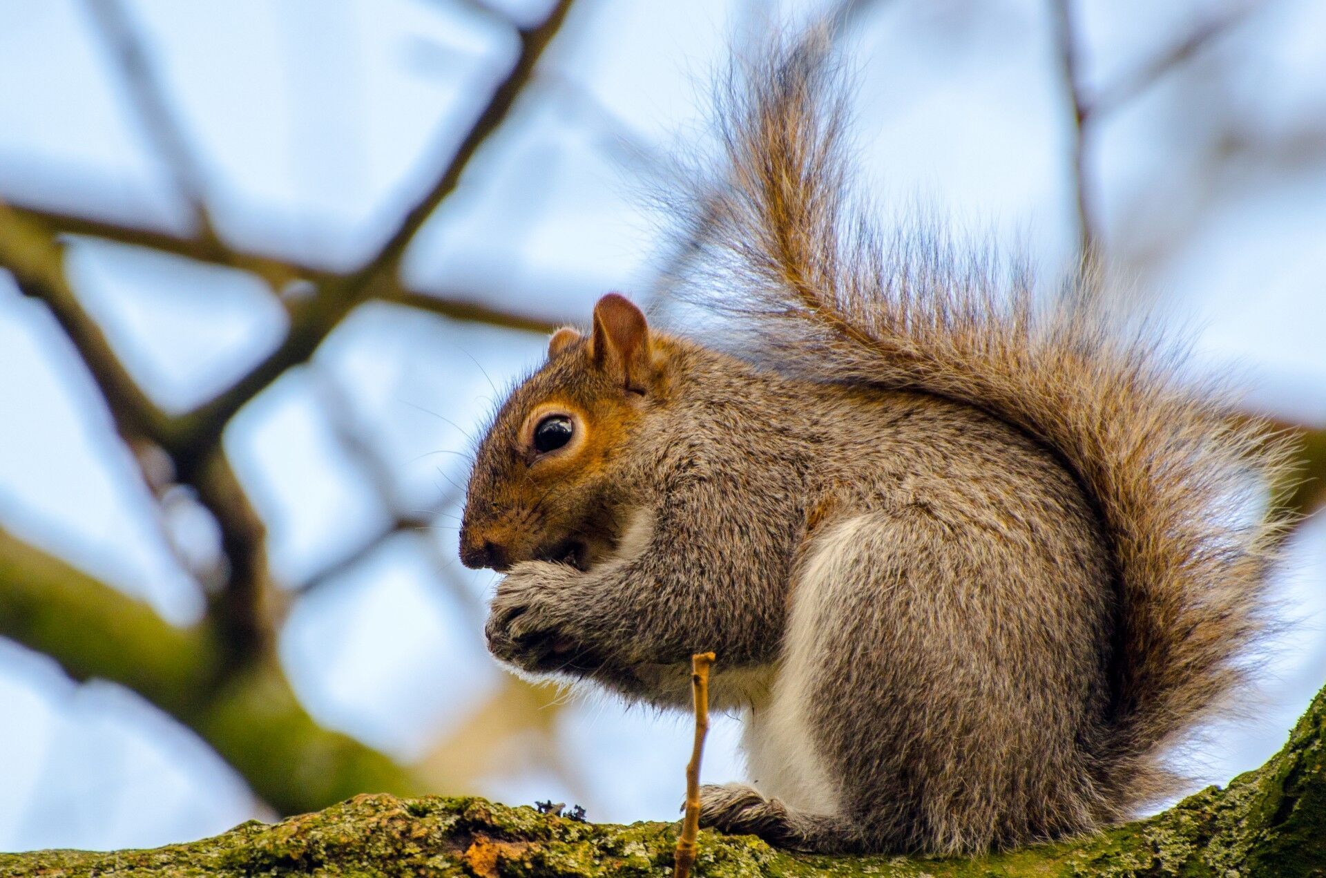 Best Times to Hunt Squirrel | HuntWise