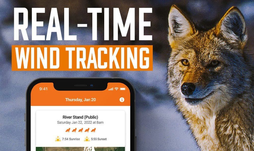 Close-up of a coyote and the HuntWise app showing real-time wind tracking. 