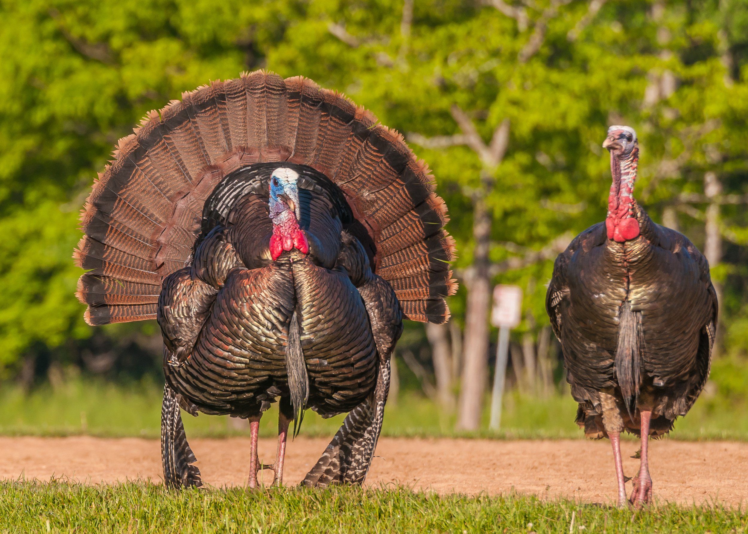 Eastern Turkey in full strut, turkey hunting concept. 