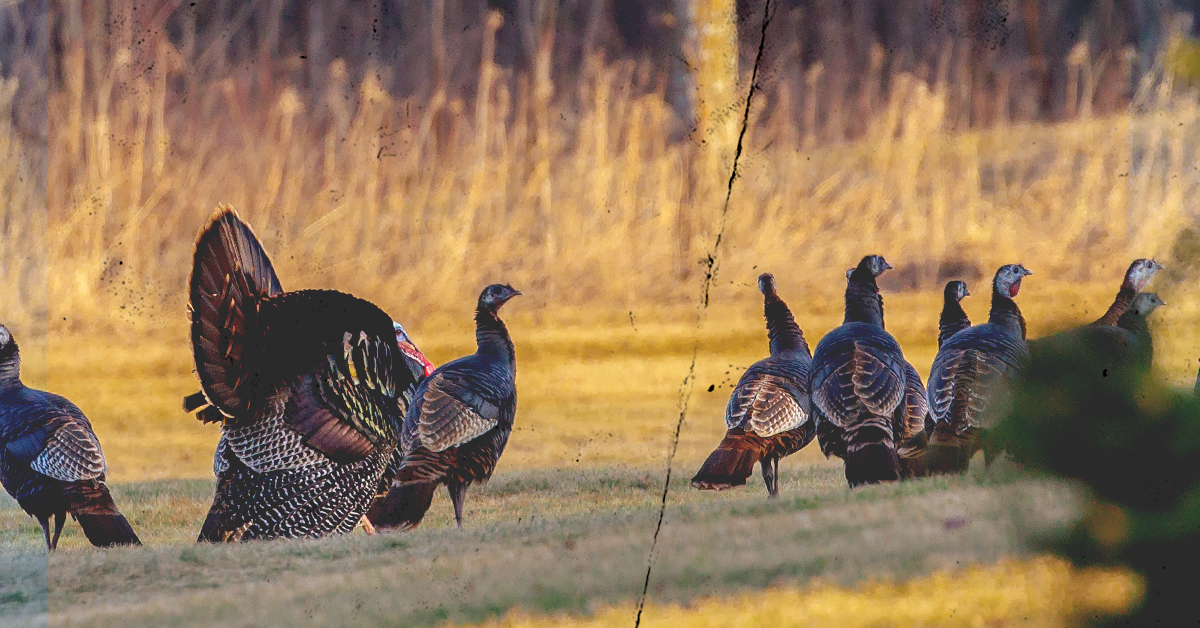 Turkeys in the field, using turkey calls concept. 