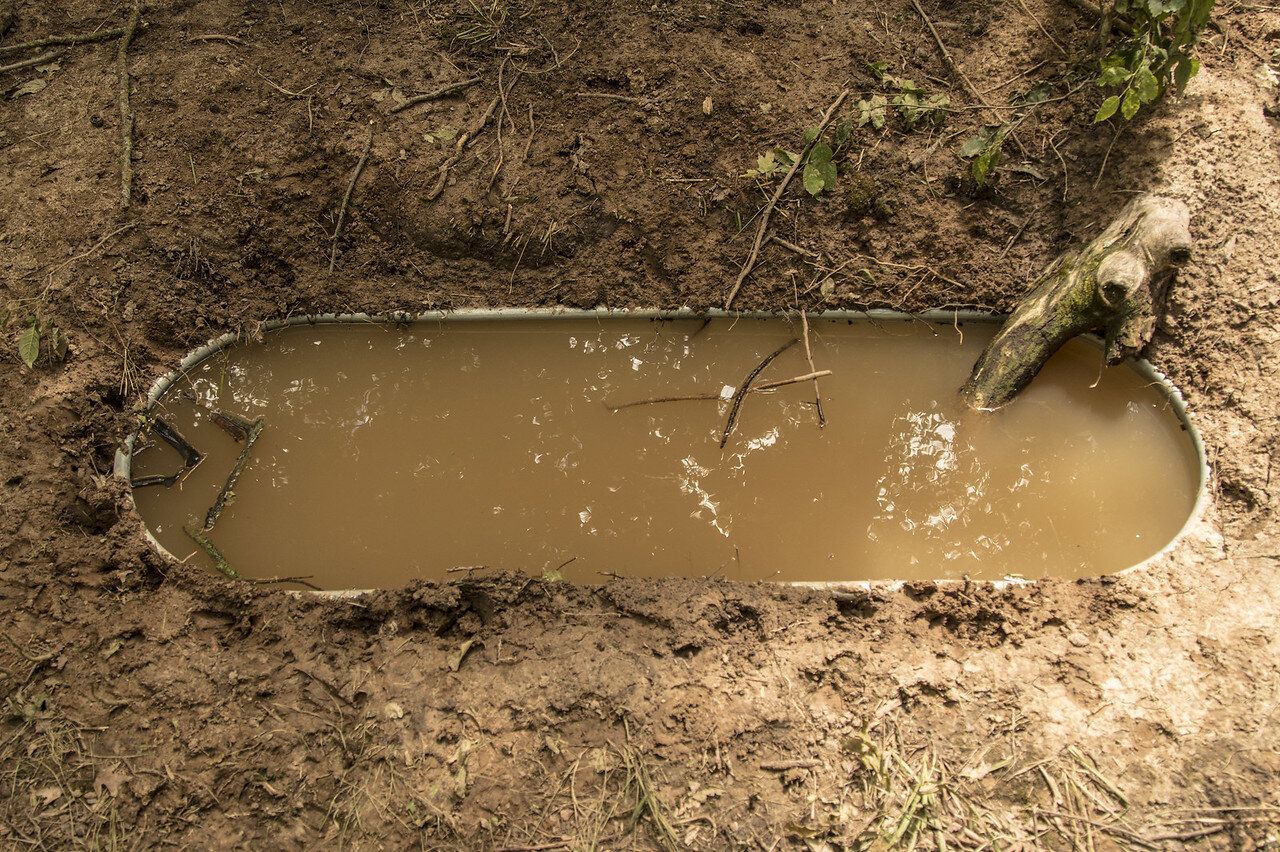 A whitetail habitat waterhole. 