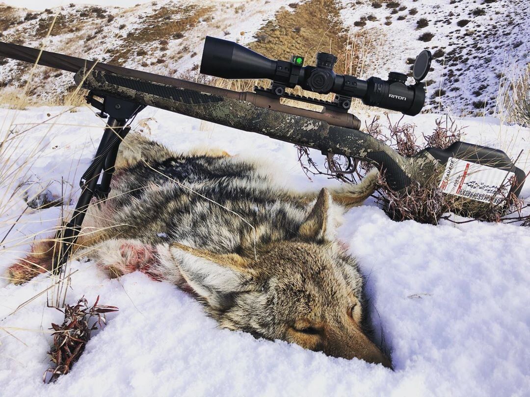 A dead coyote next to a rifle, coyote hunting concept. 