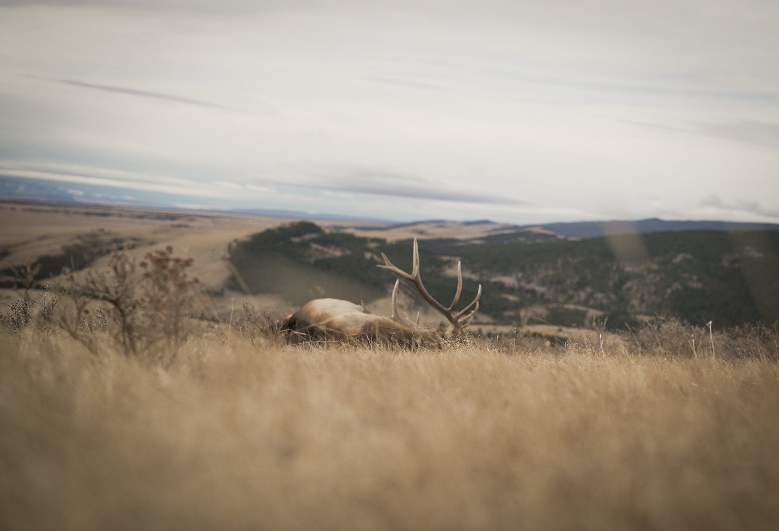 A downed elk lays on a hill top after a hunt. 