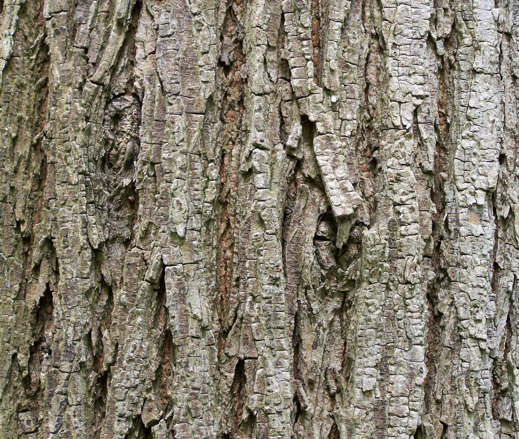 Close-up of the bark from an ash tree, morel mushroom hunting concept.