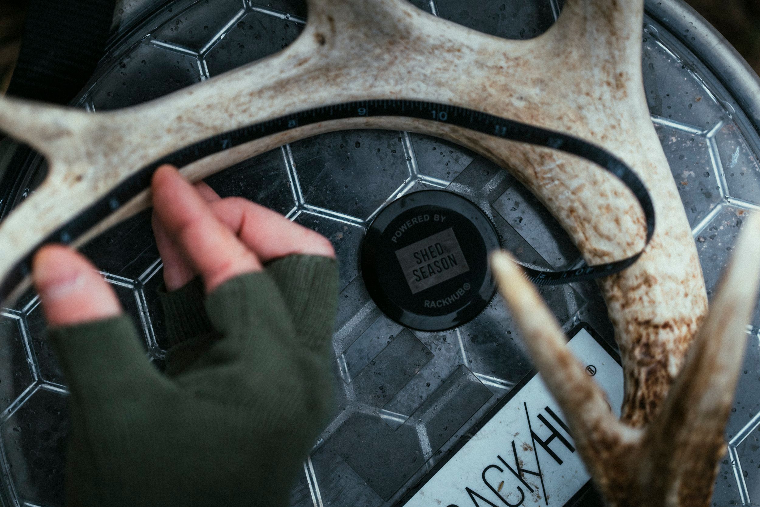 Antler during shed season, shed hunting concept. 