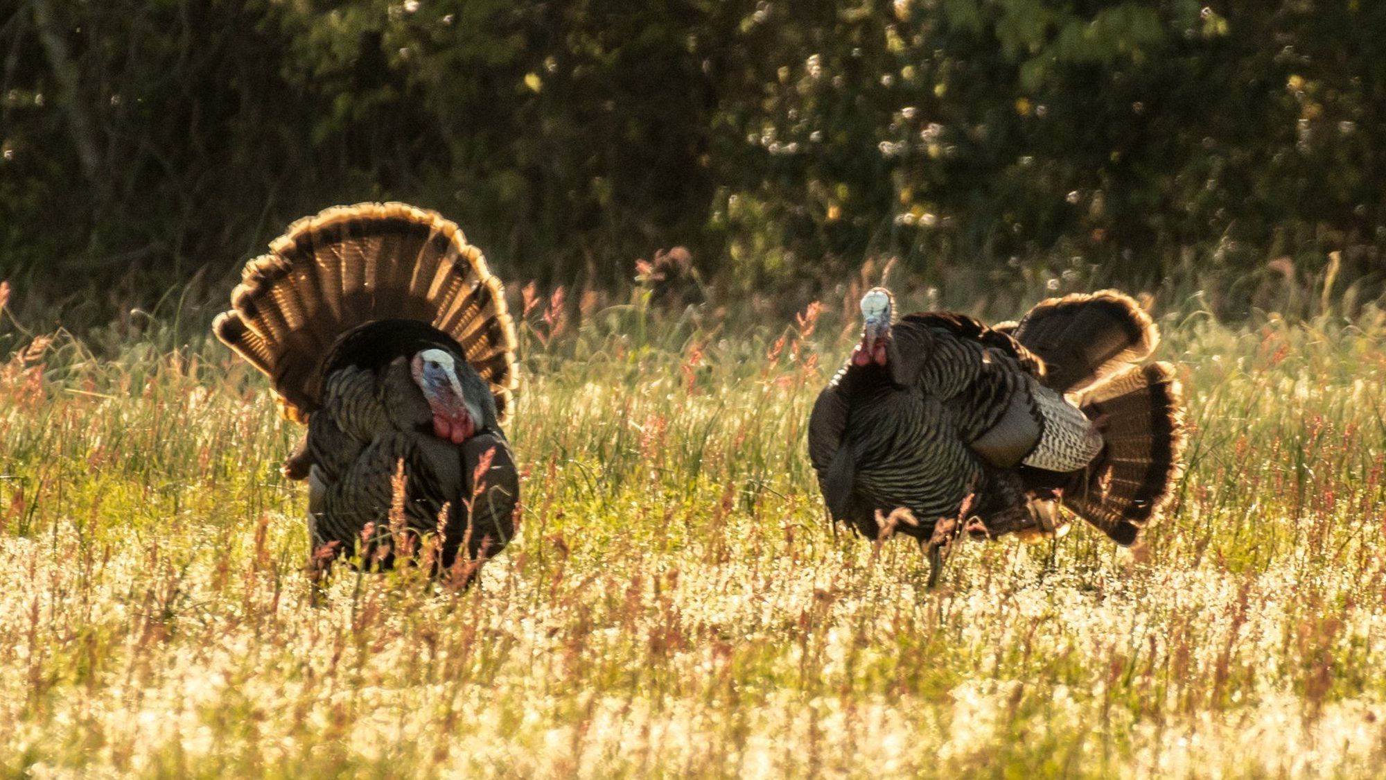 Turkeys strutting during turkey season. 