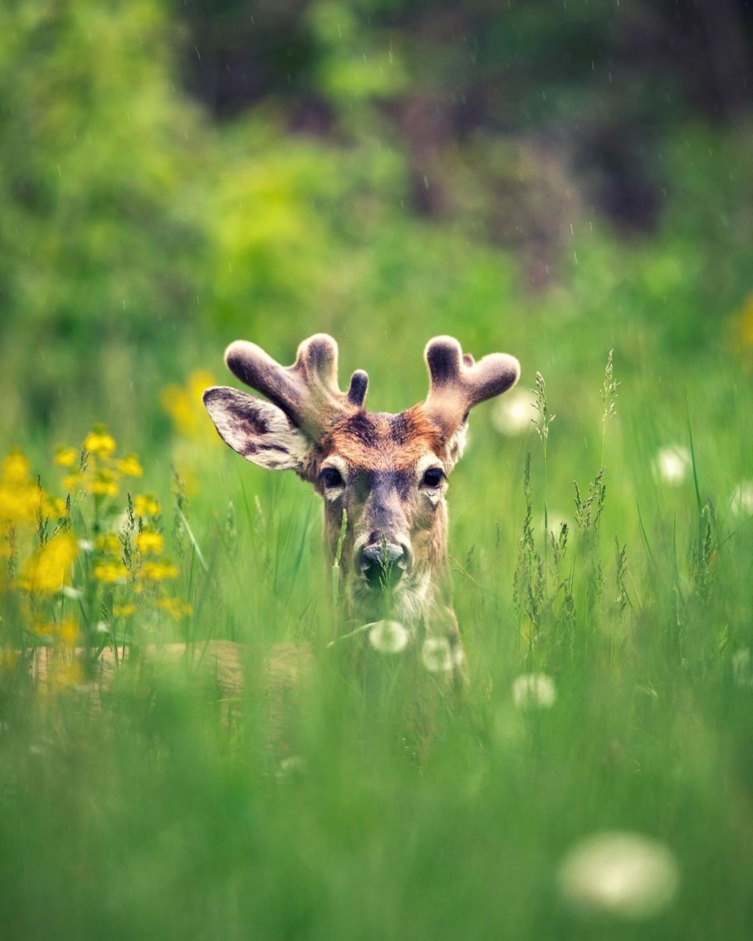 Close-up of a deer in the field. 