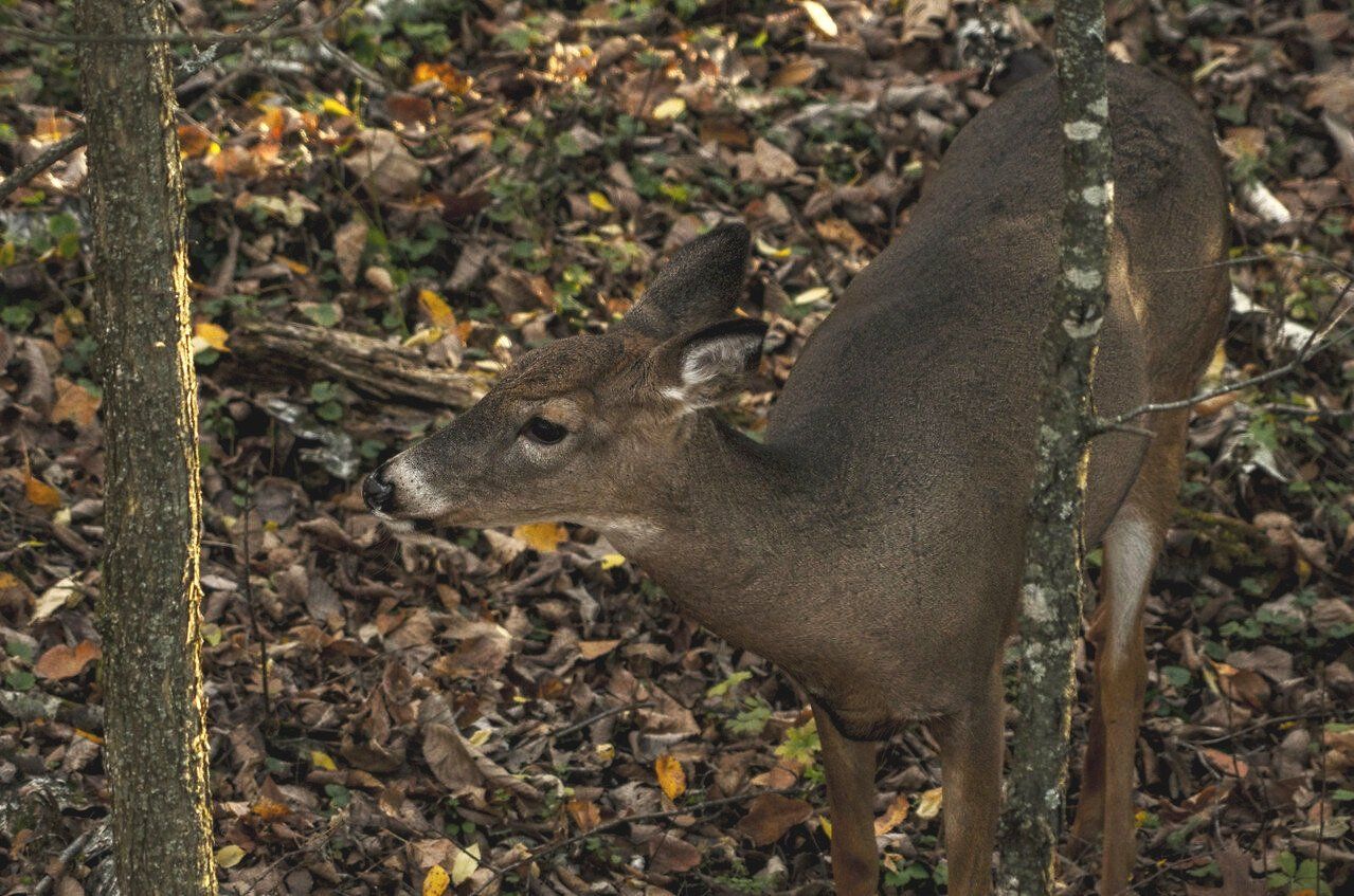 A whitetail in the woods. 