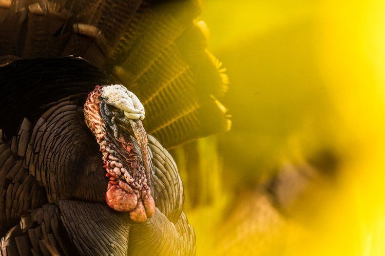 Close-up of a turkey, NC turkey season concept. 