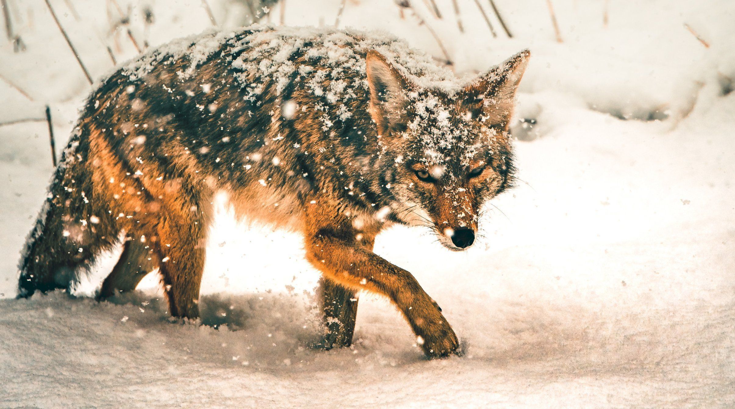 A coyote in the snow, hunt coyotes on public land concept. 