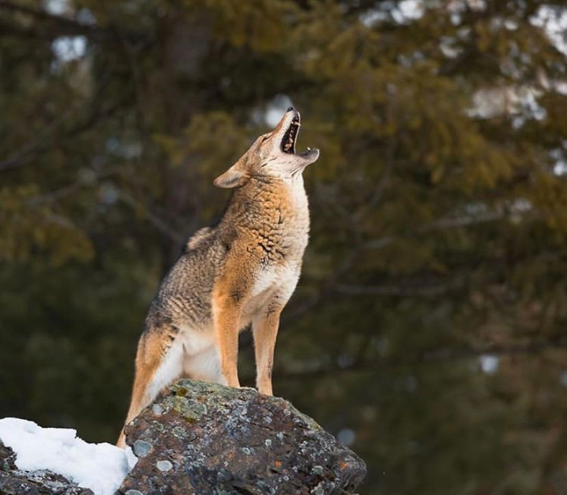 A coyote howls, hunting coyote concept. 