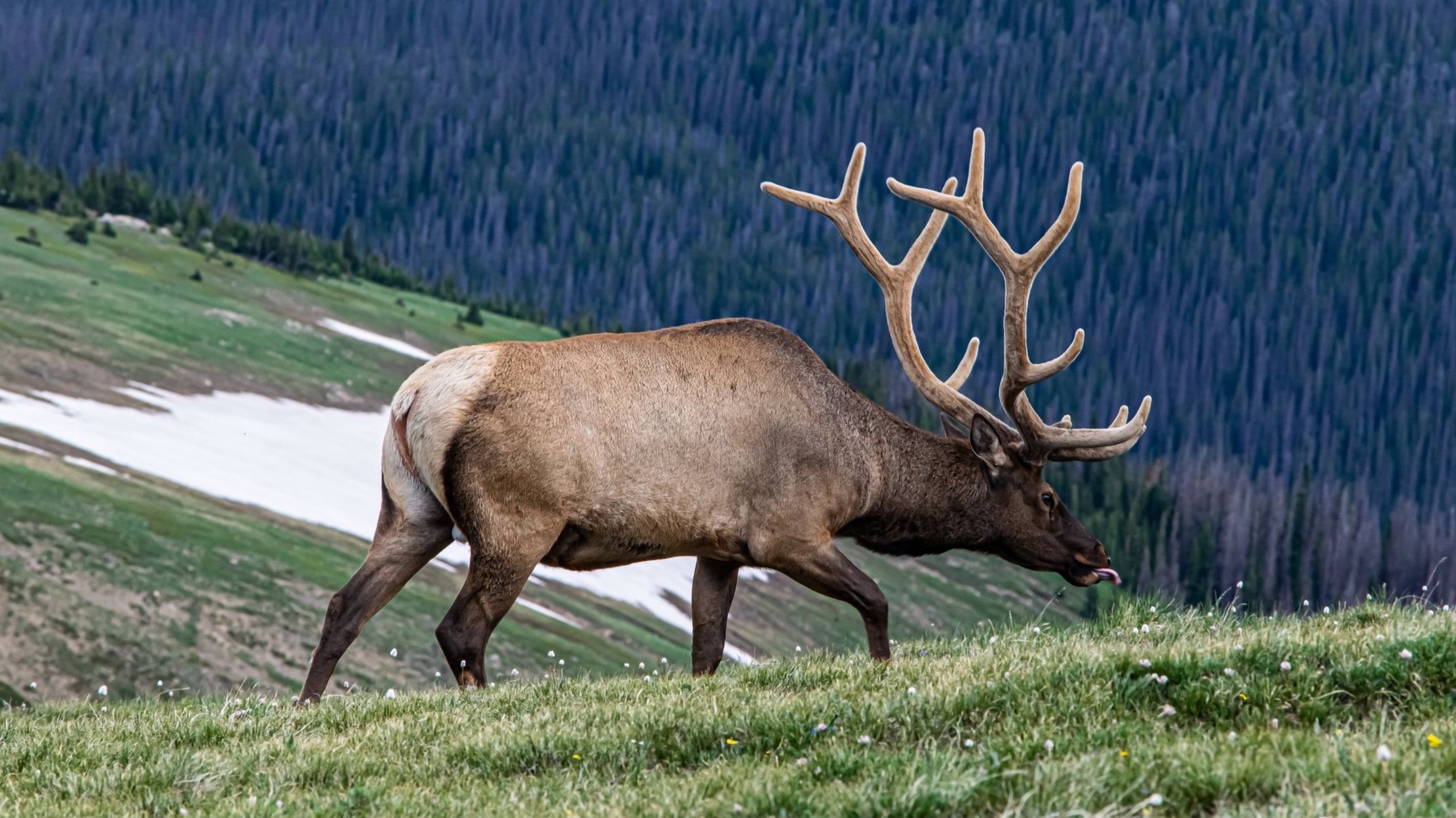 A large bull elk on a hillside, elk facts concept. 