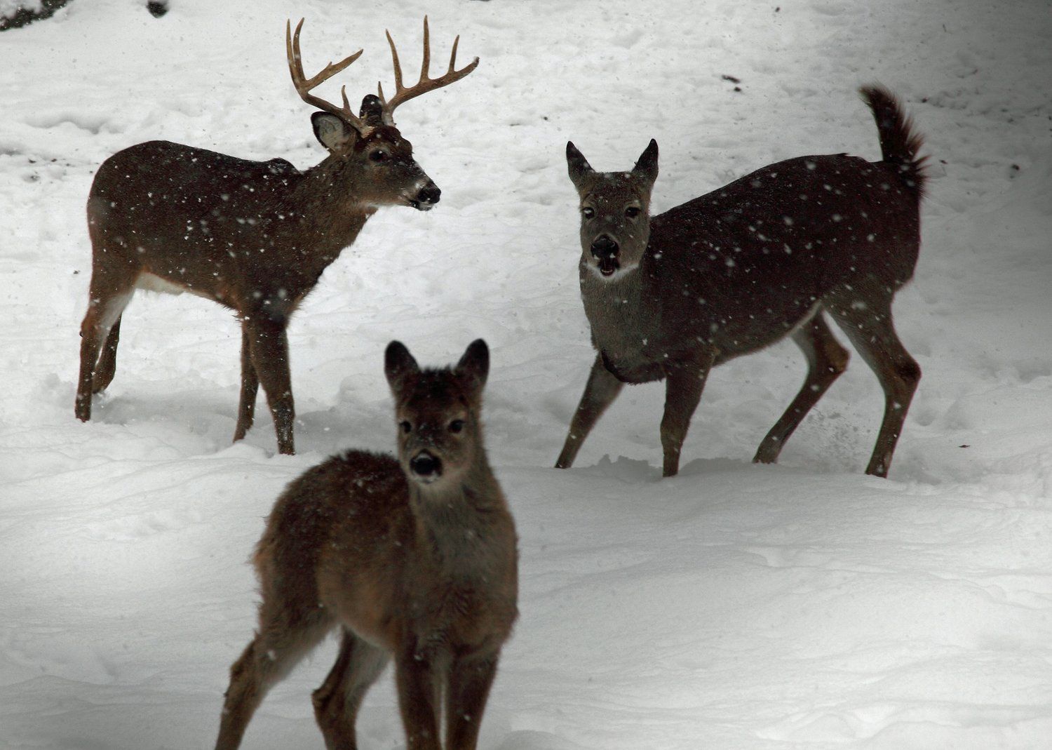 Three deer in the snow, harvest bucks post rut concept. 