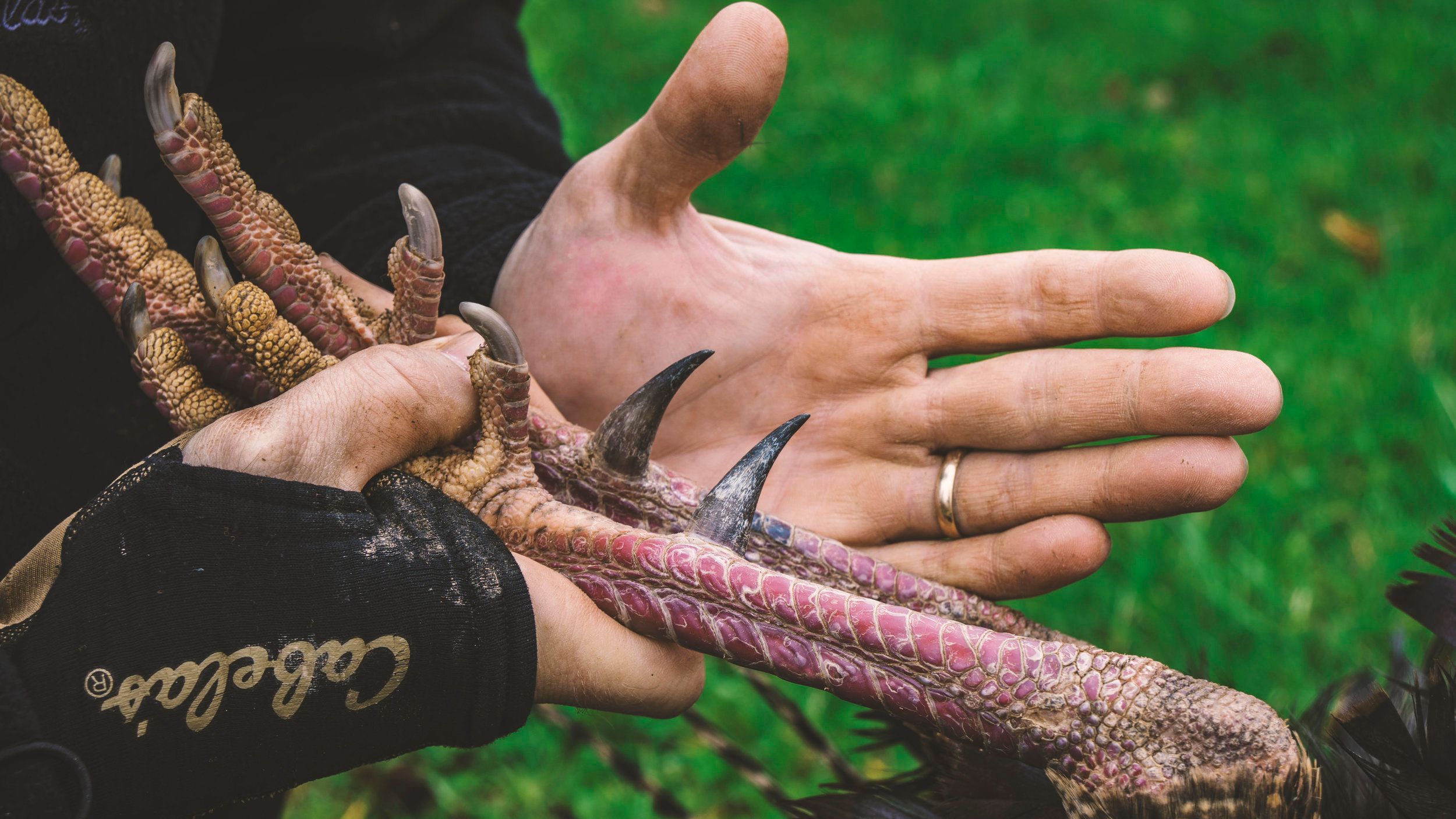 Close-up of turkey spurs on a turkey hunt. 