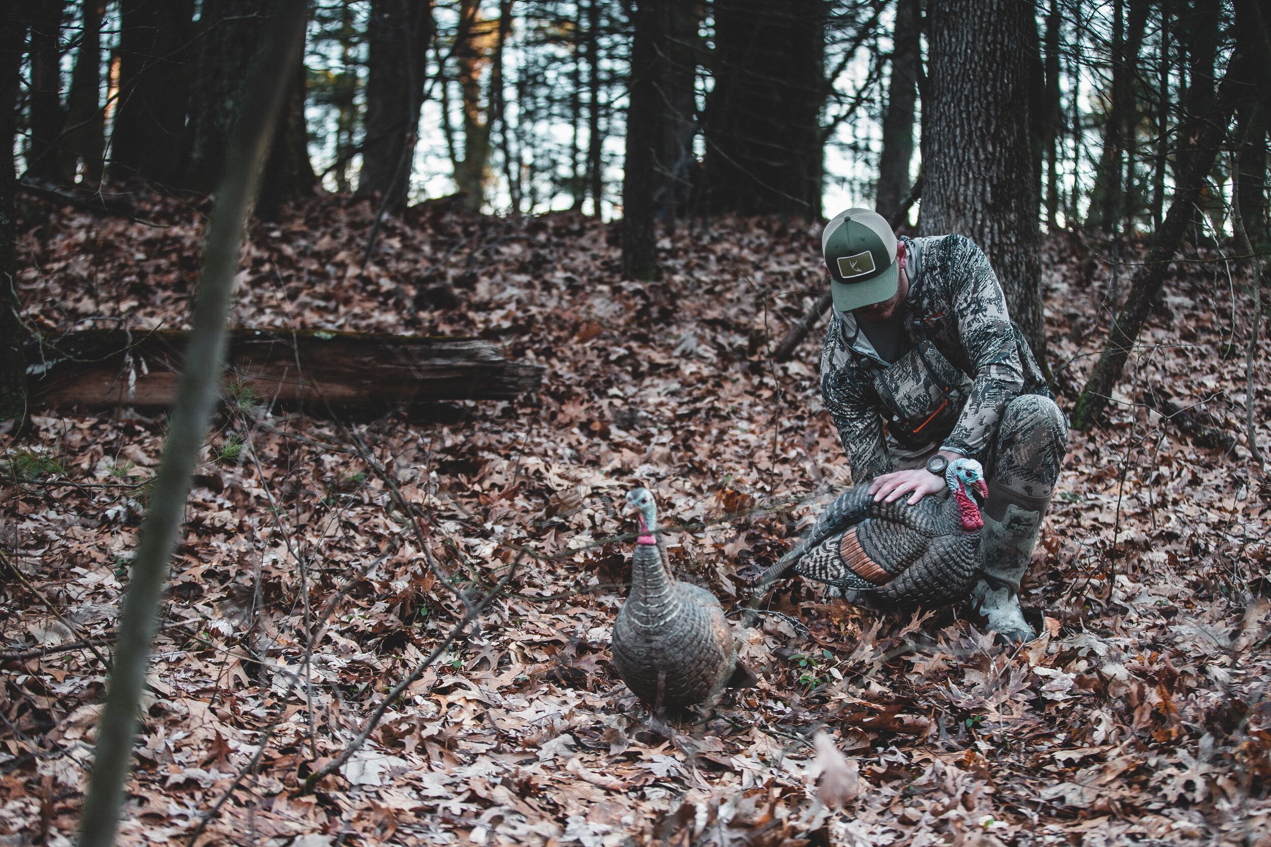 A hunter sets turkey decoys, turkey hunting concept. 