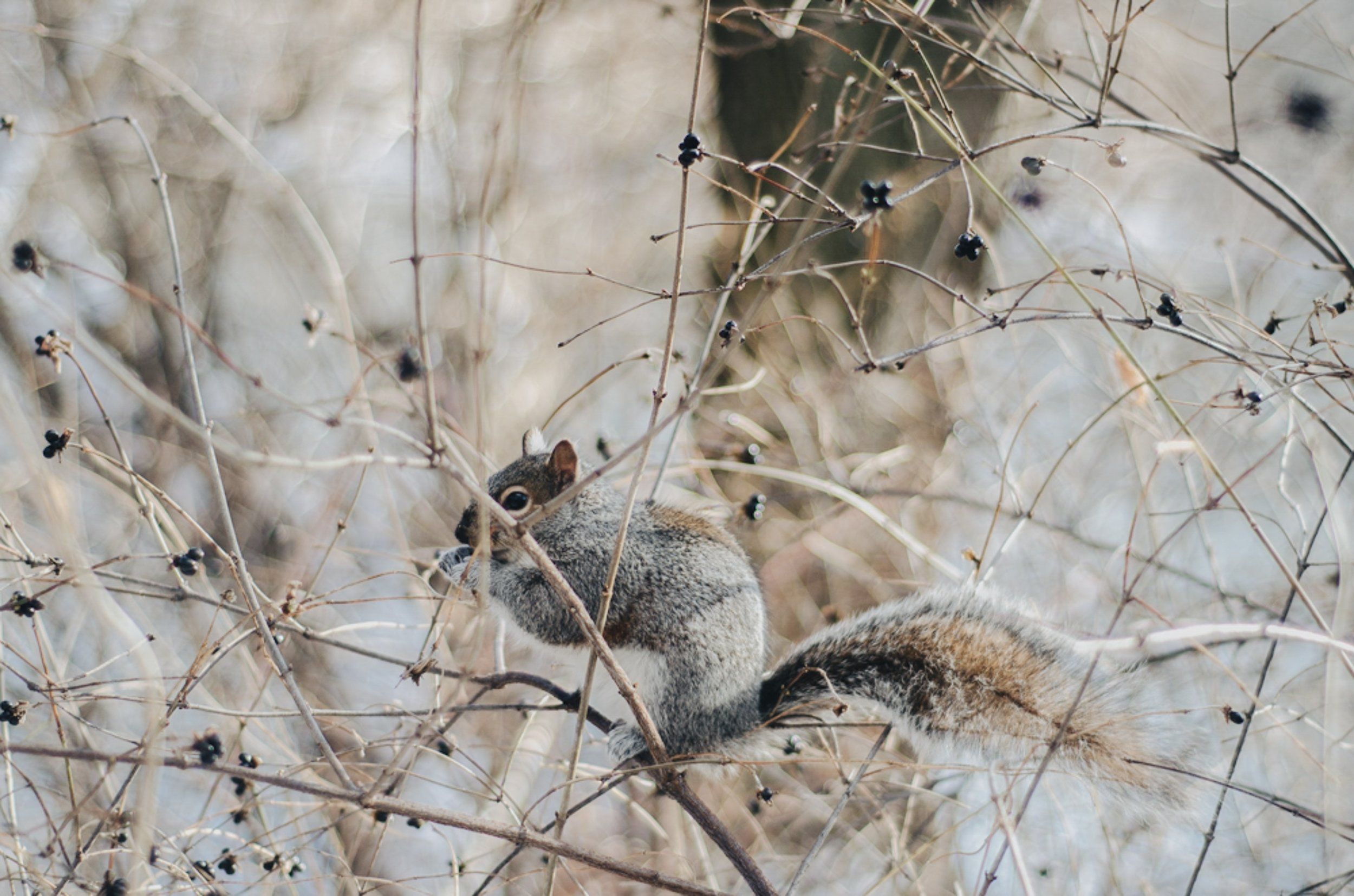 Squirrel in Tree