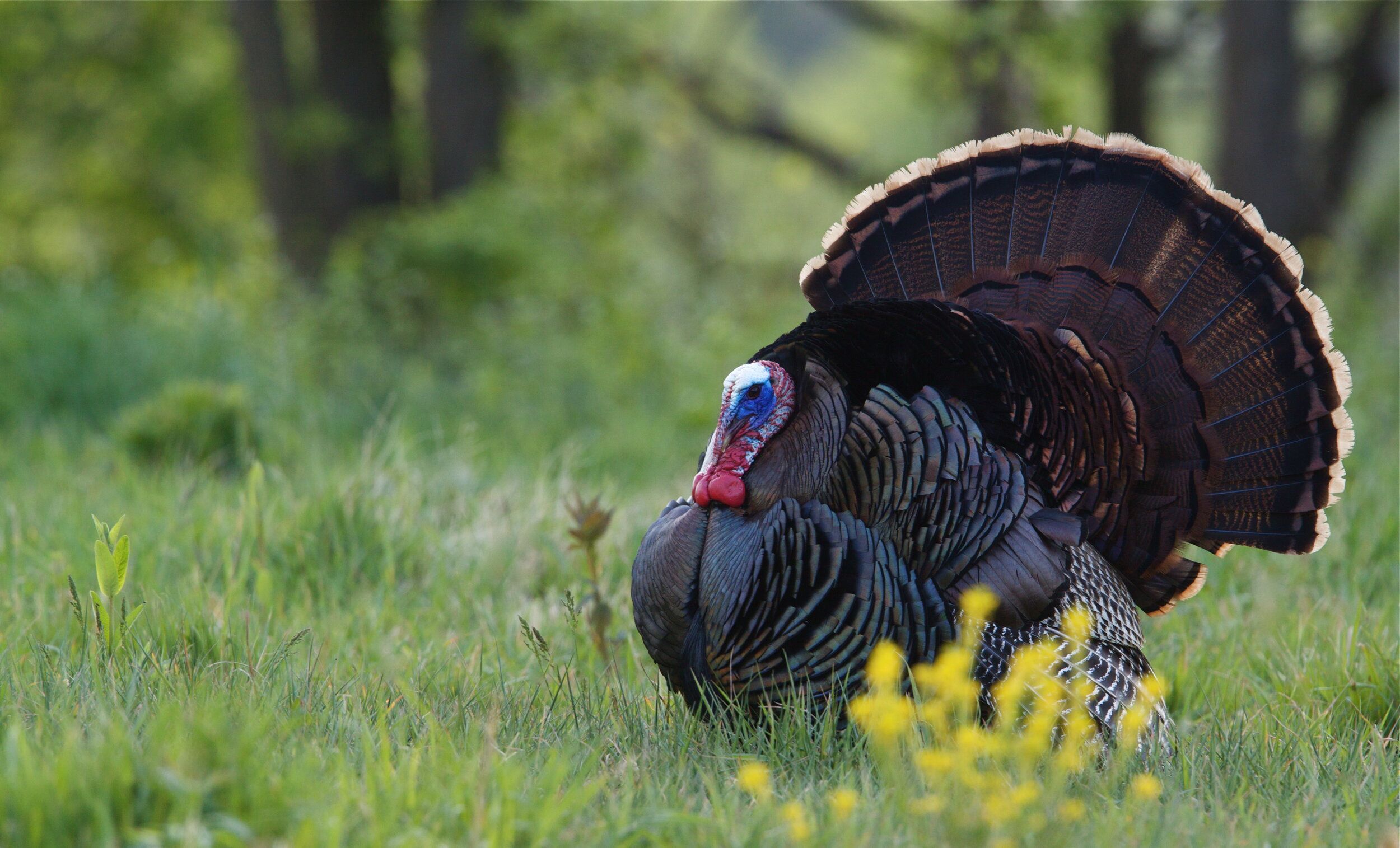 A wild turkey in the field. 