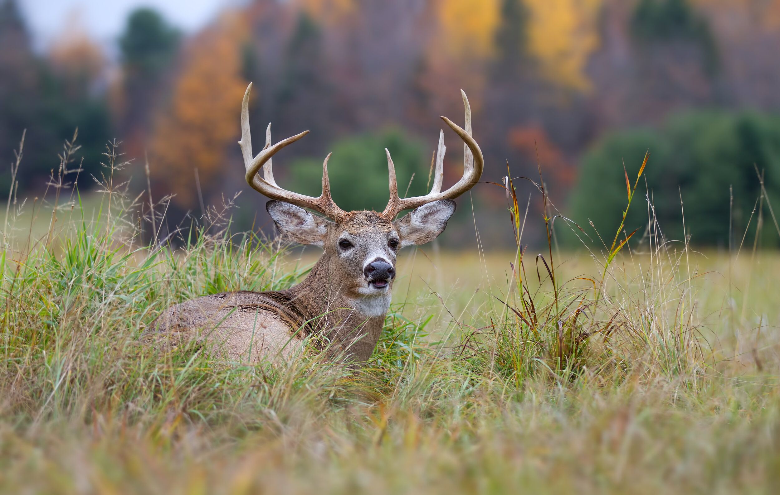 A buck laying in the grass, hunting deer concept. 