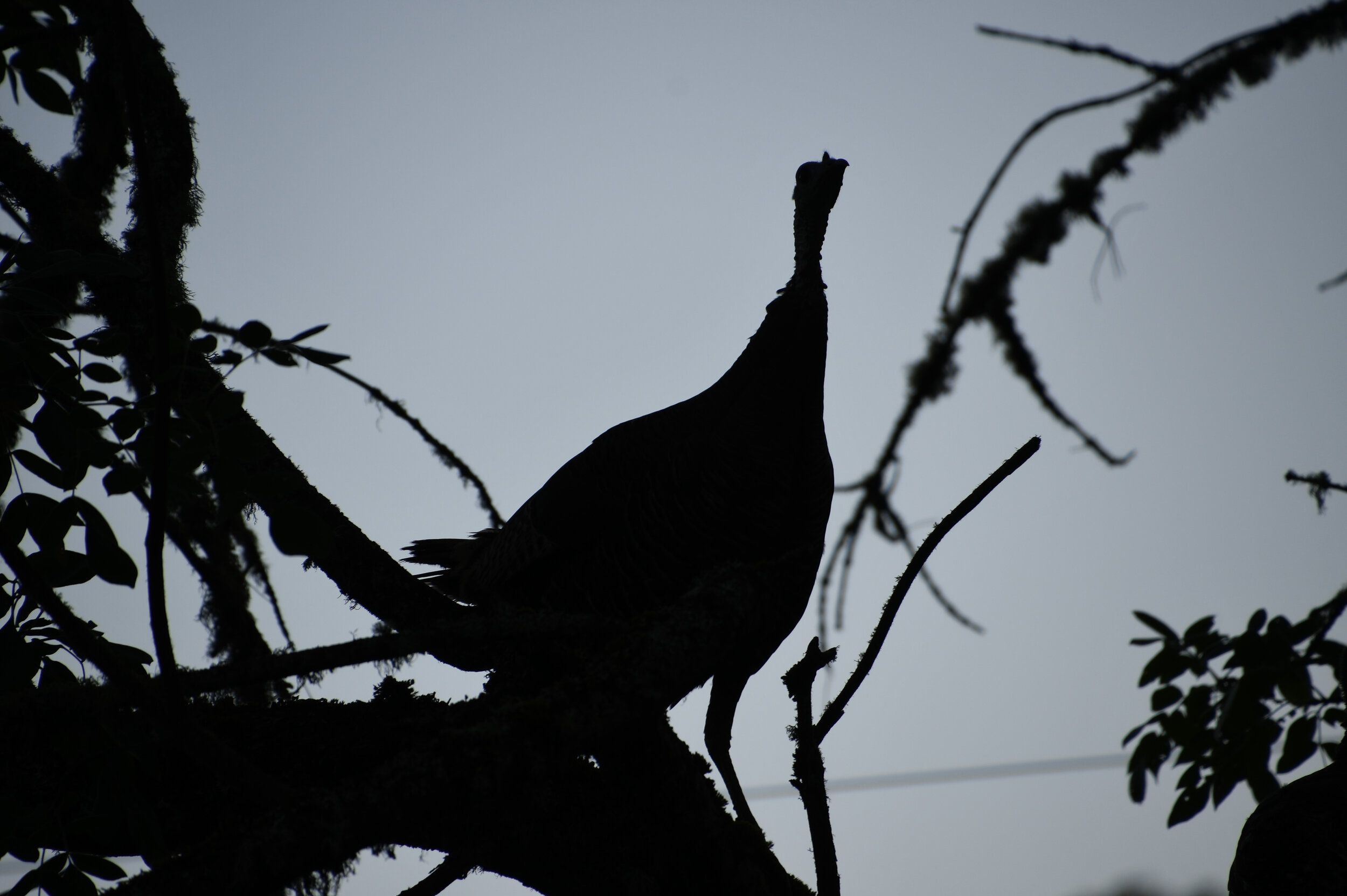A turkey roosting in the evening, how to find hunting land concept. 