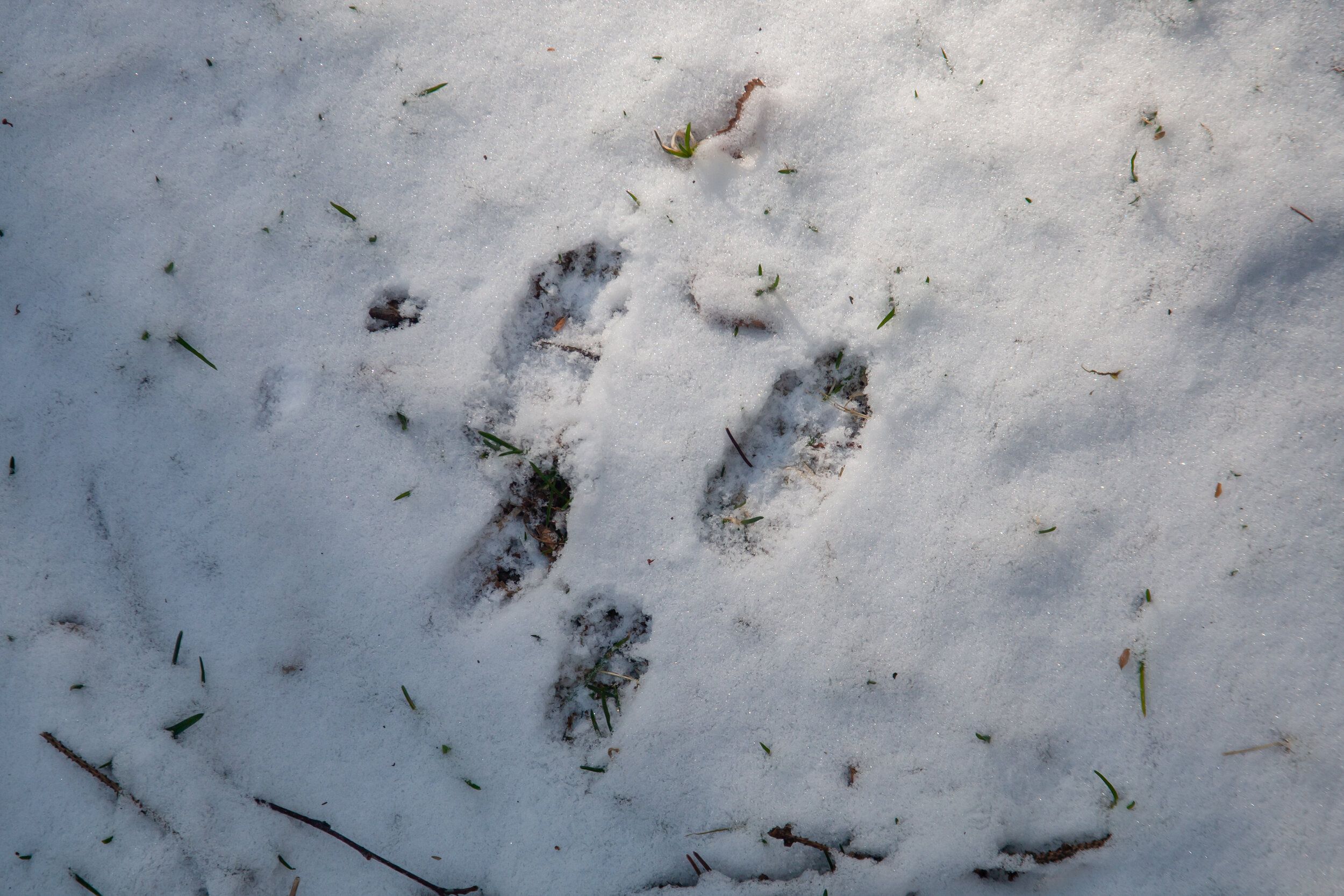 Animal tracks in the snow, best squirrel hunting tips. 