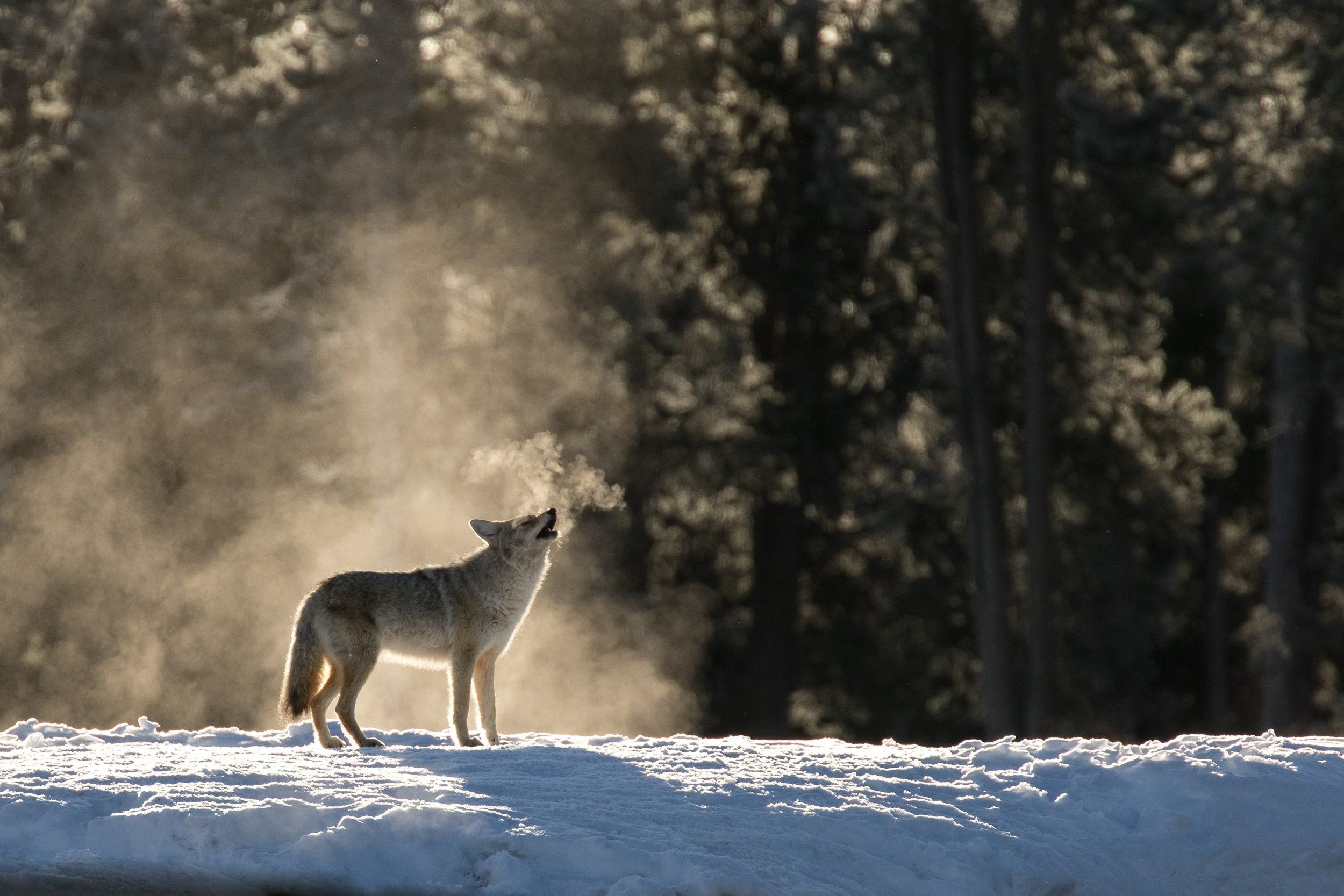 The HuntWise Coyote Hunting Guide