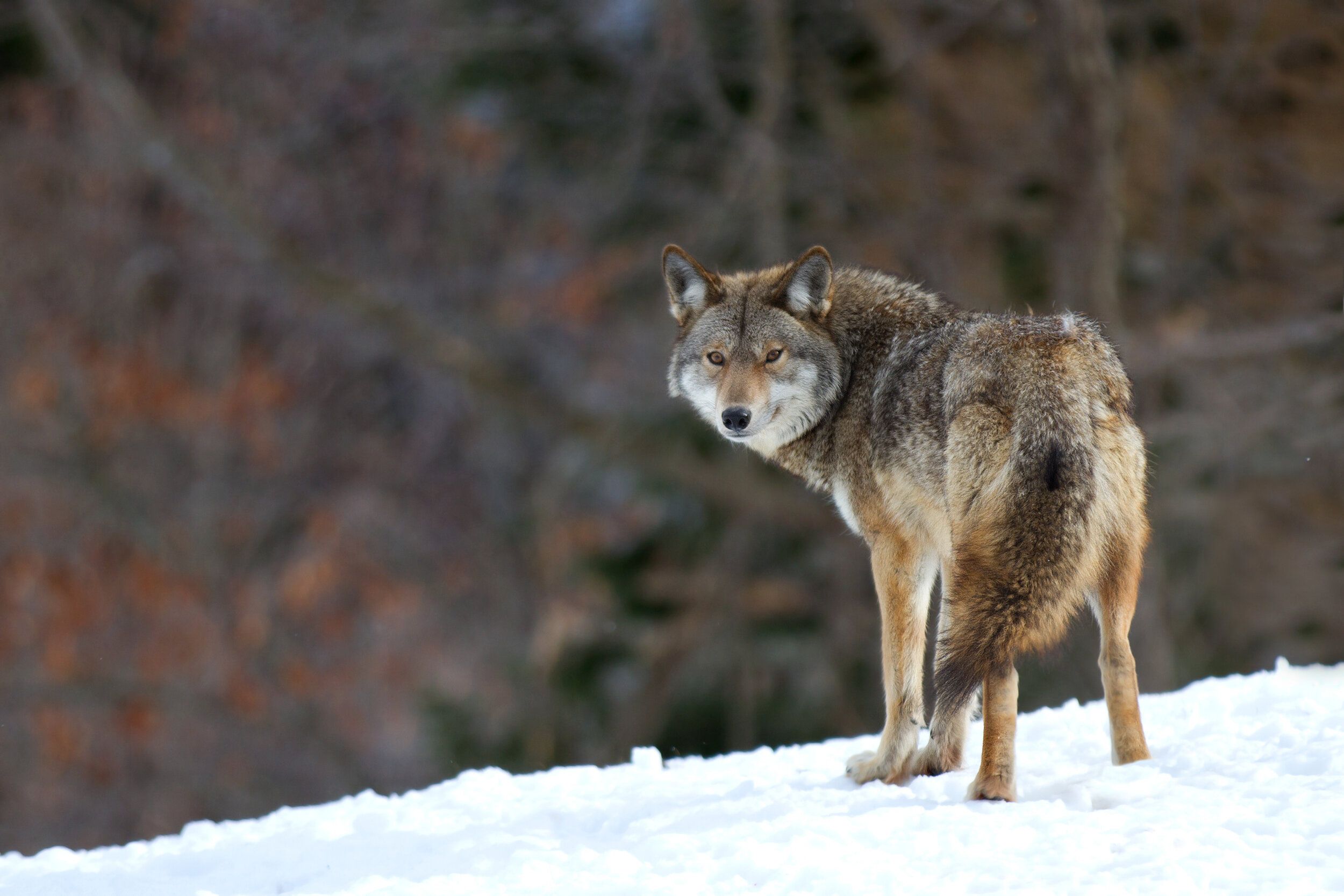 A coyote on the snow, coyote hunting concept. 