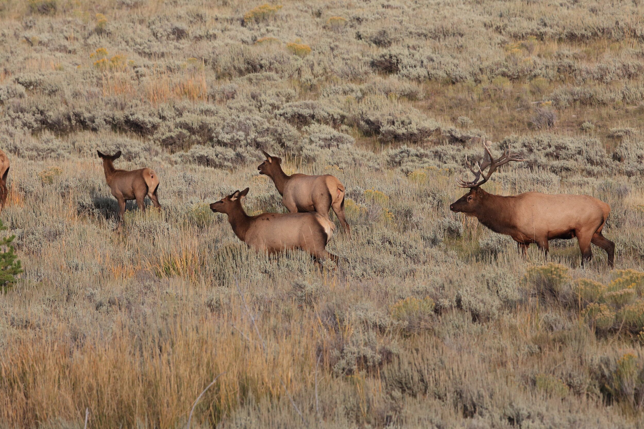 Several elk at a distance in a food source field, scouting for elk hunting concept. 