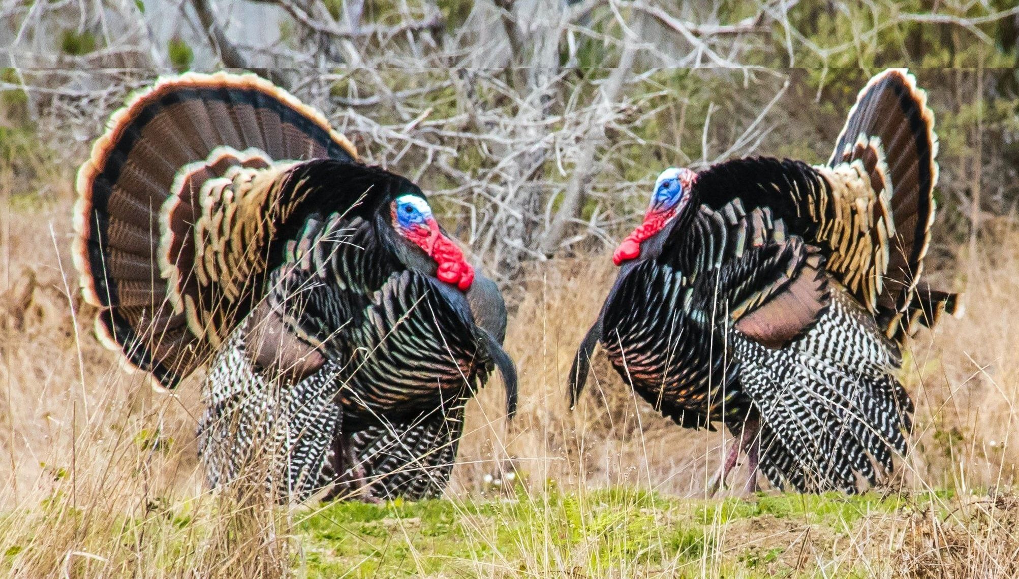 Two turkeys in a field, California turkey season concept. 