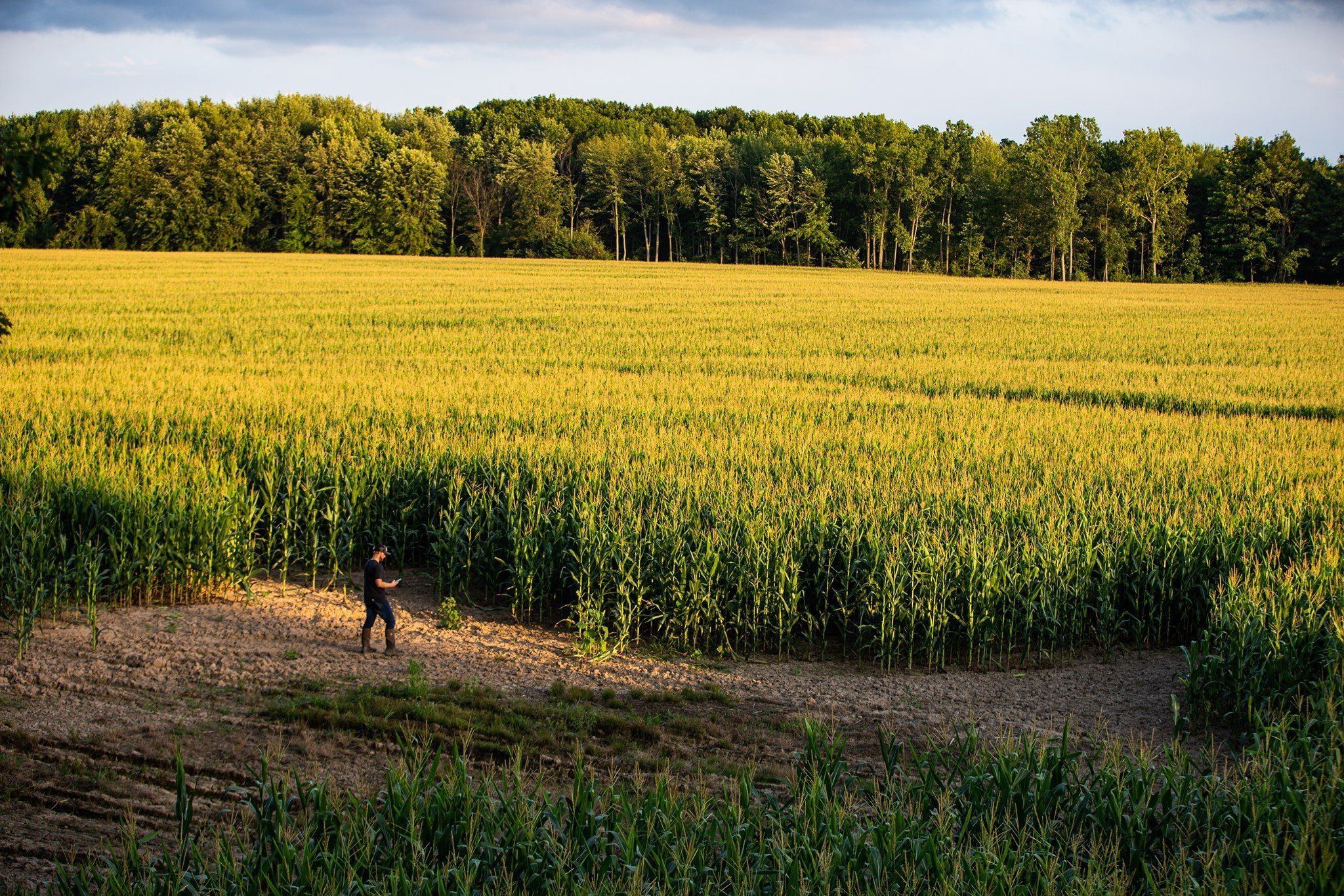 A hunter scouts for whitetail a field. 