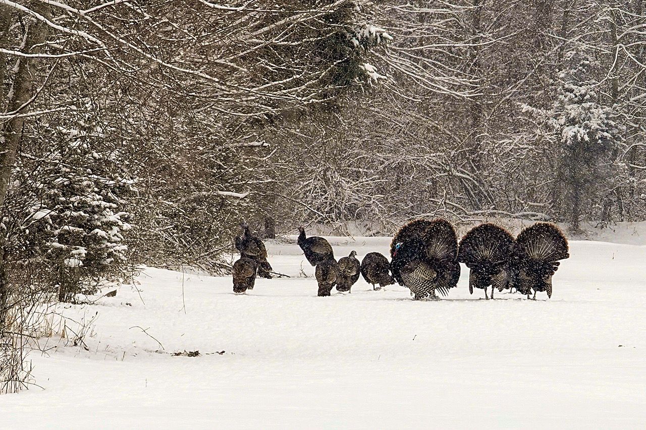 Turkeys strutting in the snow