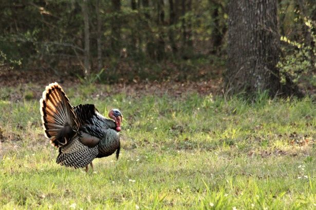 Wild turkey in a field, prepare for spring hunting concept. 